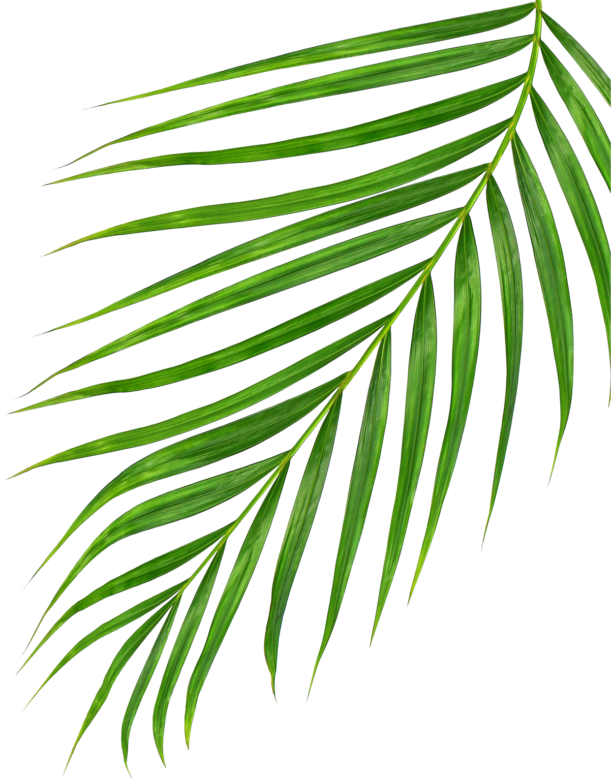 Green Leaves of Palm Tree Isolated on White Background