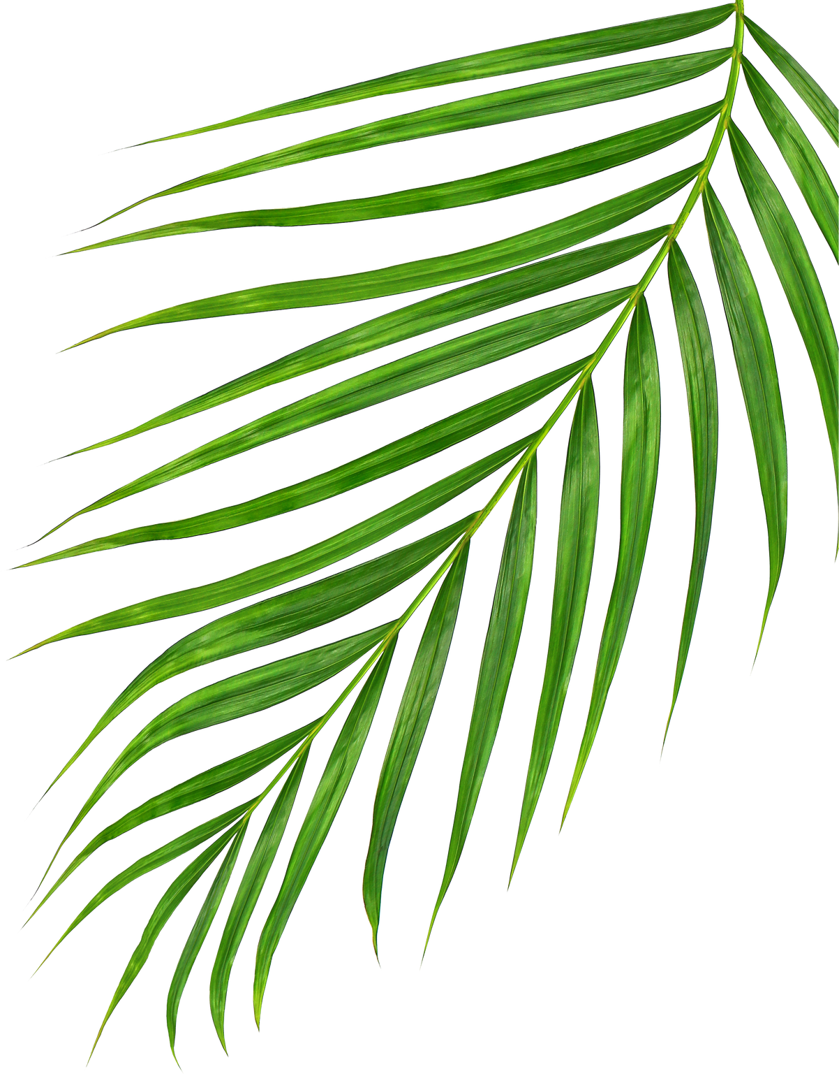 Green Leaves of Palm Tree Isolated on White Background